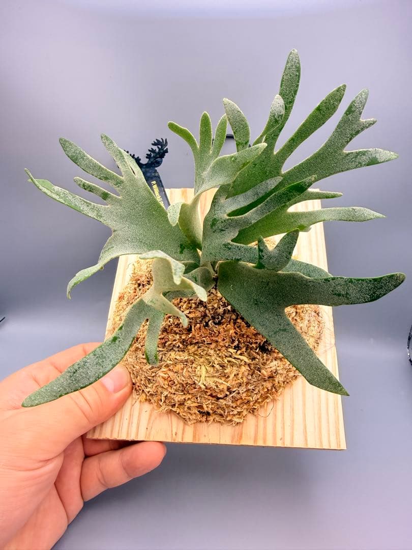 ビカクシダ P.willinckii OMG spore 914 ☆ P. willinckii 'OMG