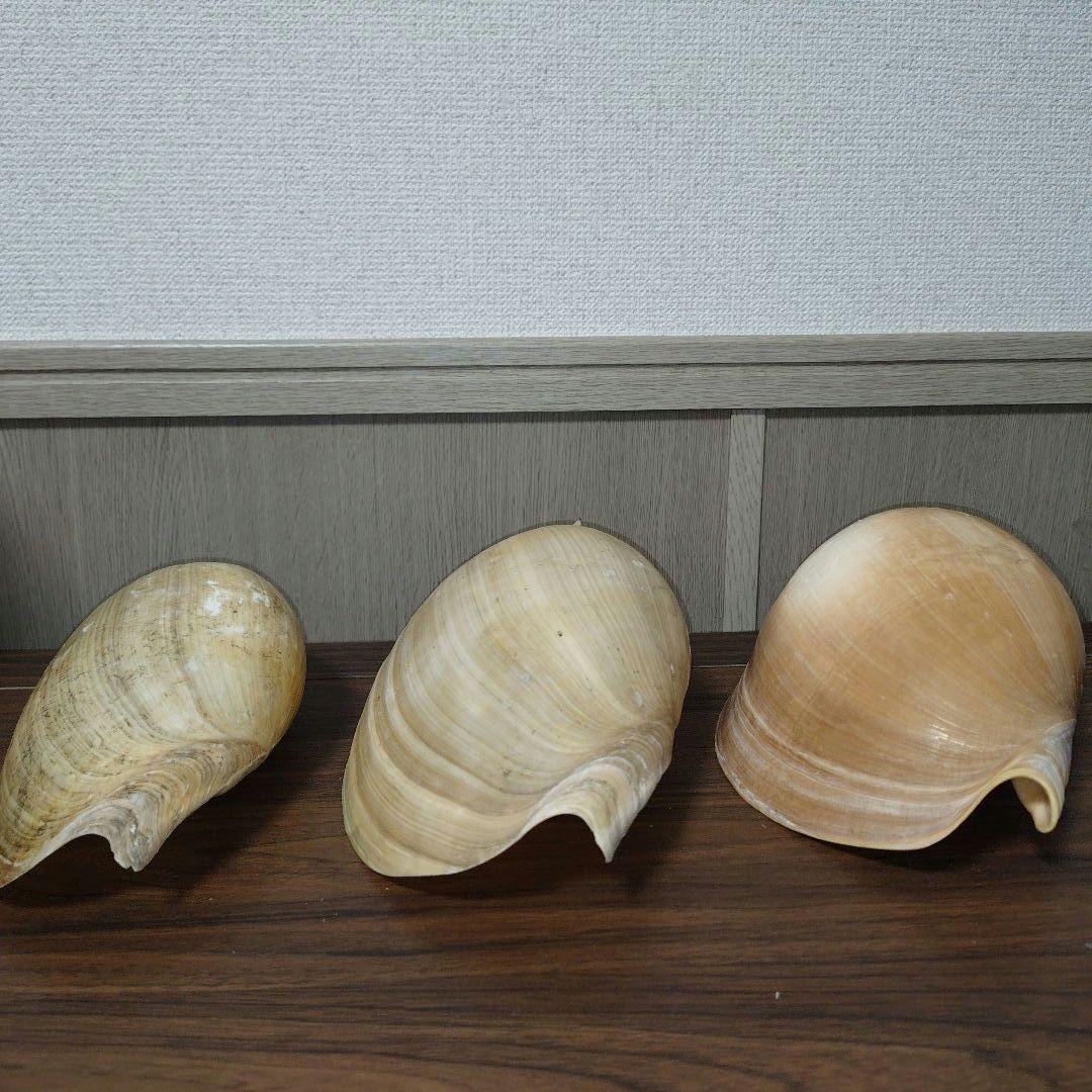 ヤシガイ ブローデリップヤシガイ 3点セット 貝殻 標本 - メルカリ