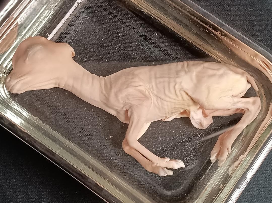 学術標本 ニホンジカ胎児♀ 頭胴長約14cm 70％エタノール浸漬標本