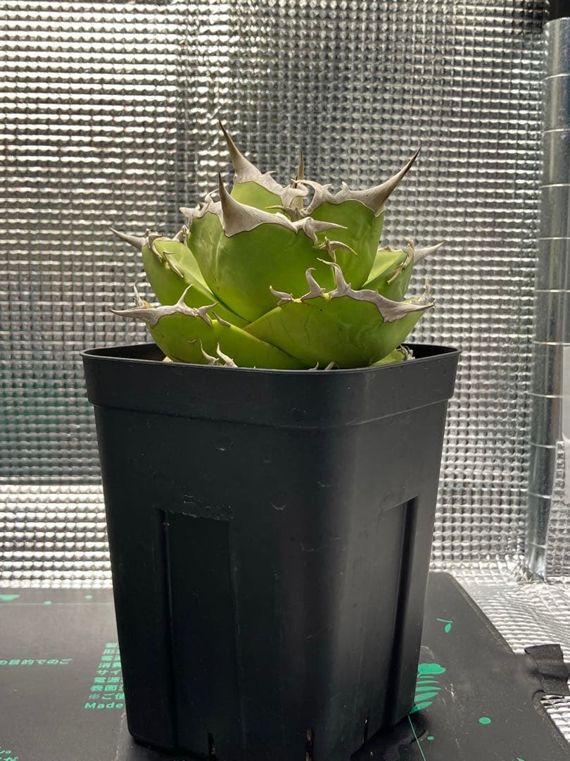 白犀牛　アガベ　中株② アガベ チタノタ 白犀牛（White Rhino / 白犀牛 / シロサイ） | NR Plants