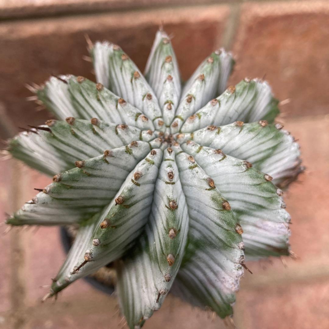 ユーフォルビア　ホリダ ゼブラ白衣ホリダ A3328☆ユーフォルビア ホリダ 多肉植物☆浦部陽向園