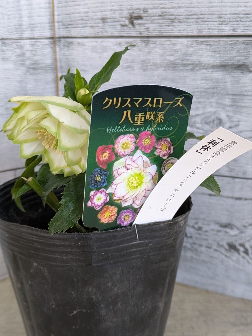 現品・ポットまま発送】超希少 曽田園芸クリスマスローズ 利休④