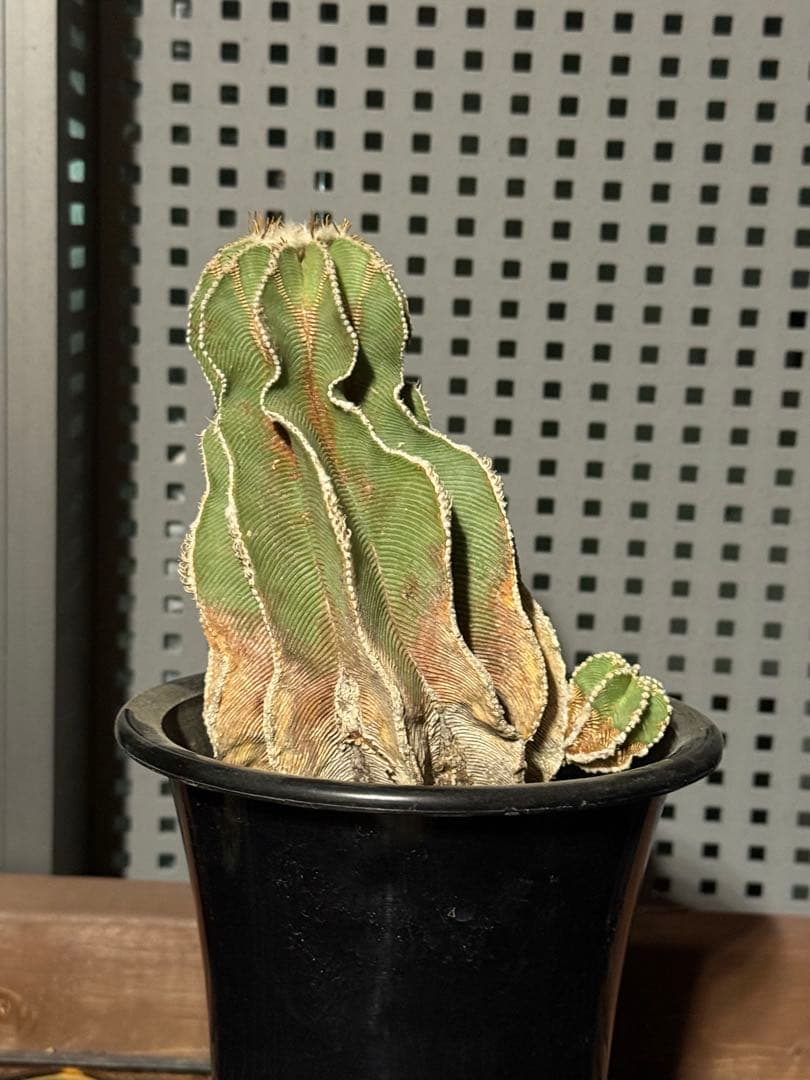 アズテキウム　ヒントニー　国内実生　大株 Aztekium hintonii【アズテキウム・ヒントニー・実生】 | RIMO'S GREEN