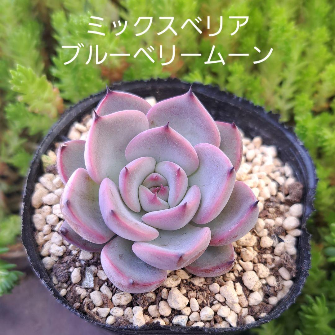 多肉植物 ブルーベリームーン(ミックスベリア おらいさんさん) - メルカリ