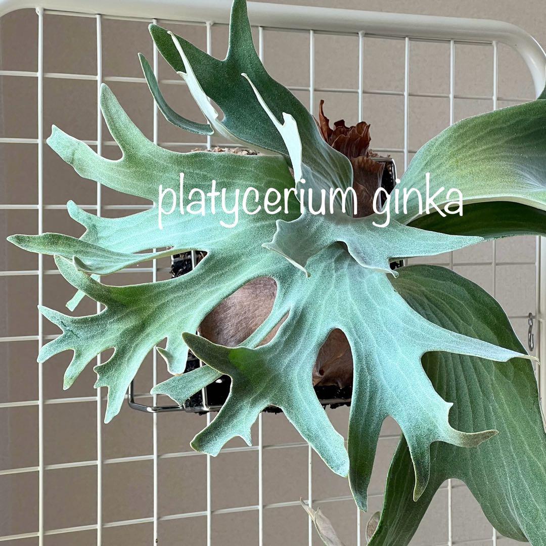 ラス2OC株胞子platycerium ginka銀華胞子葉ギンカ14ビカクシダ - メルカリ