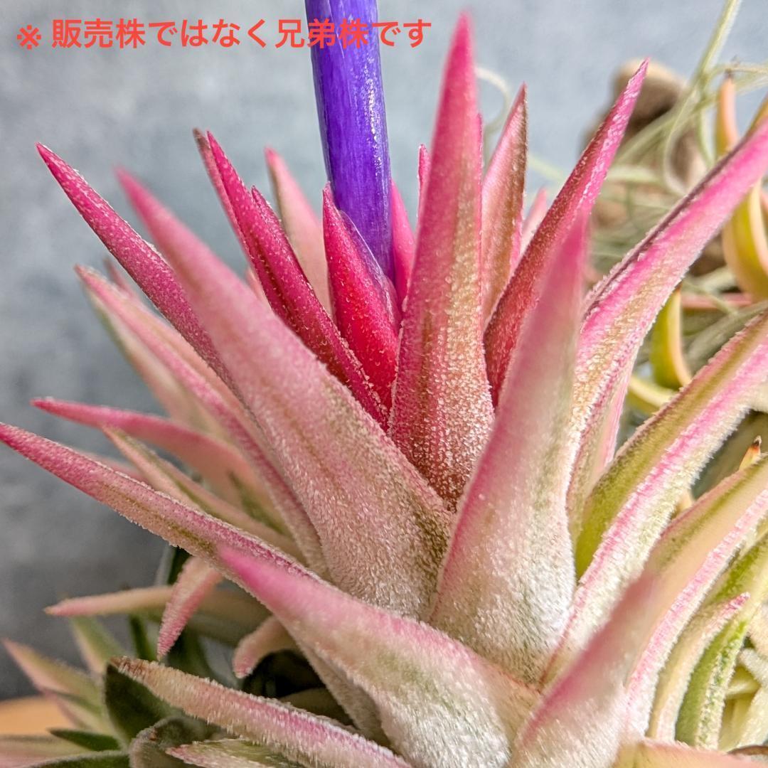 送料無料] バンハイニンギー ヴァリエガータ バリエガータ 斑 - メルカリ