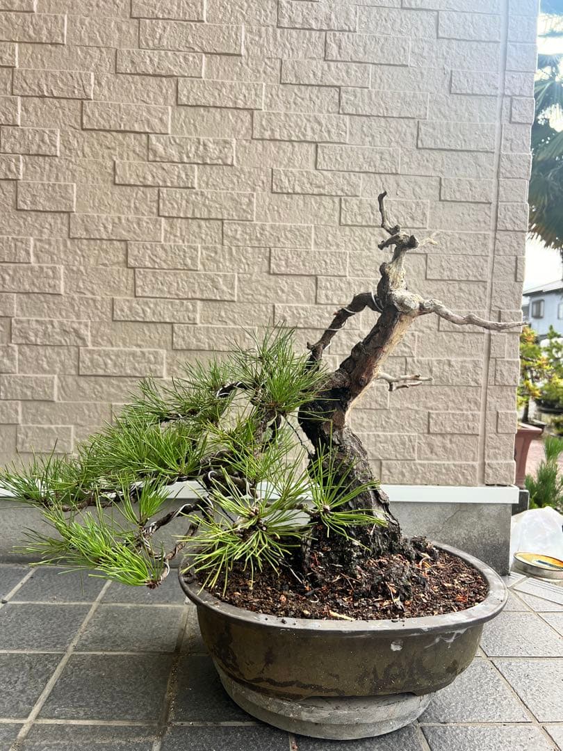 樹高12㎝石化ヒノキ檜小品盆栽真柏黒松五葉松楓桜梅