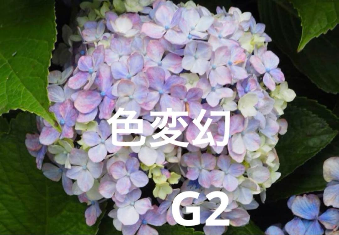 紫陽花 色変幻 - メルカリ