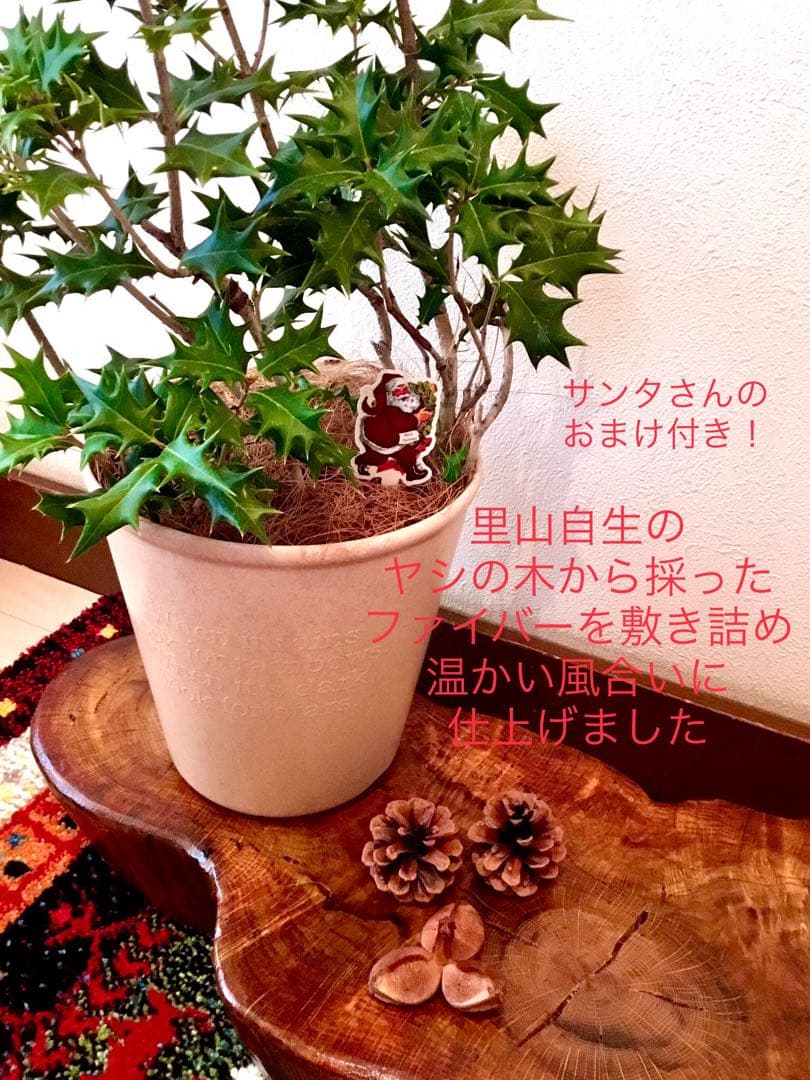 完売 天然野生＊とてもダイナミックな森の可愛い柊さん【柊