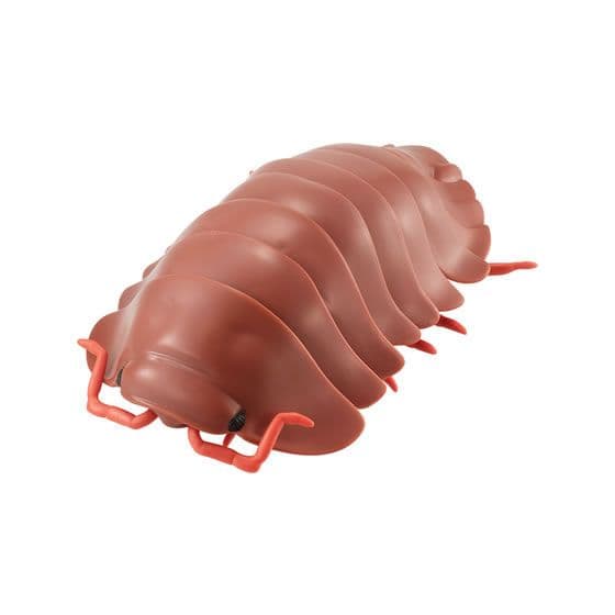 だんごむし06 【フチゾリネッタイコシビロダンゴムシ レッドブラウン