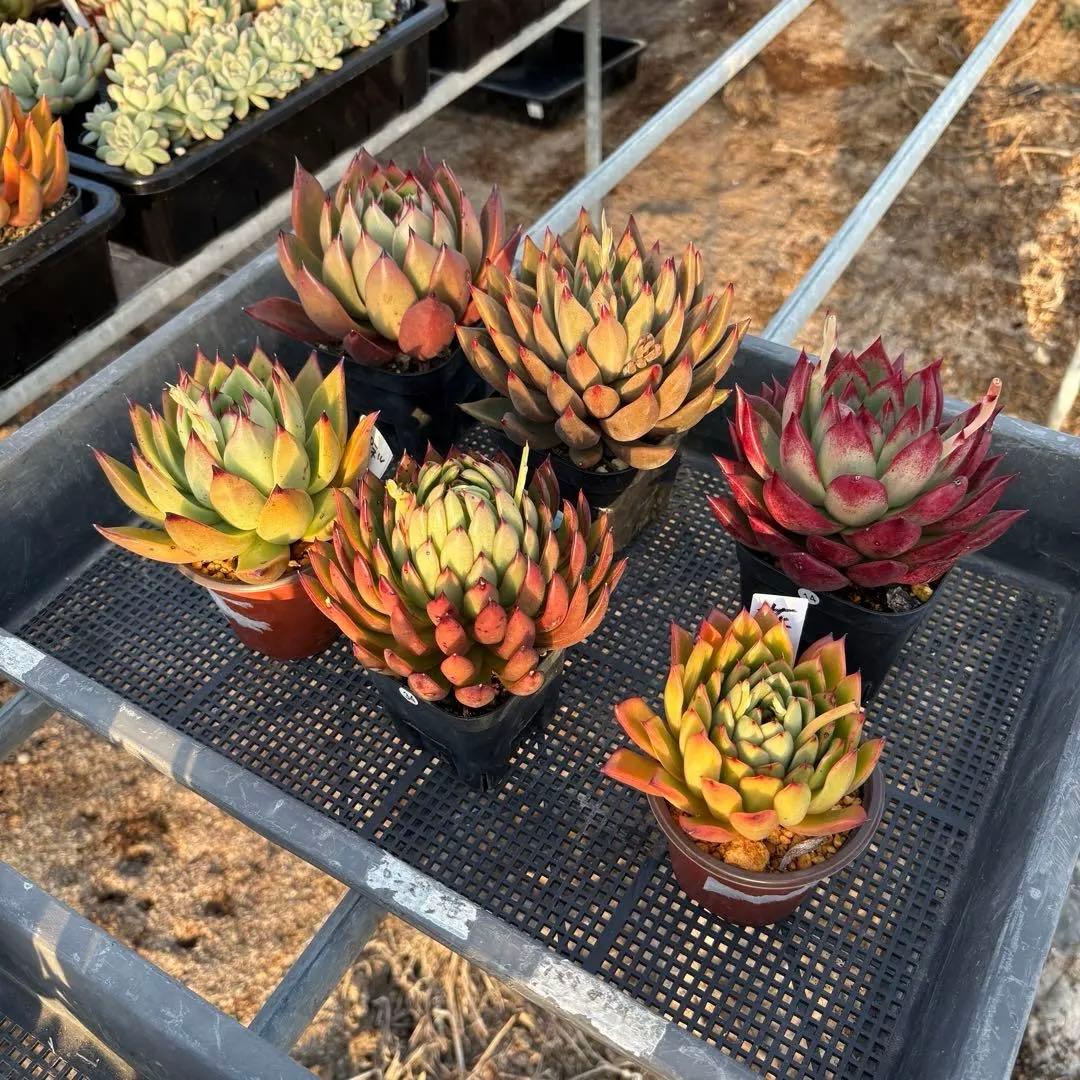 エケベリア 6種 ツヤツヤバキバキセット 抜き苗 多肉植物 - メルカリ