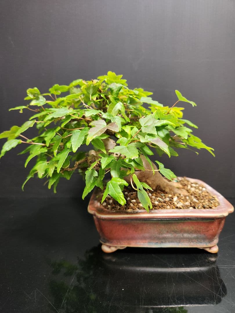 【写真追加】楓 かえで カエデ 楓盆栽 かえで盆栽 小品盆栽 紅葉 盆栽 楓の寄せ植え 太幹 楓 カエデ 紅葉 誕生日 お祝い ギフト