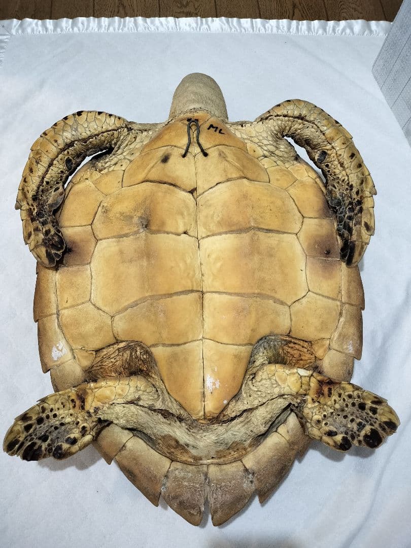 タイマイ ウミガメ剥製 国際希少野生動植物種登録票有 - メルカリ