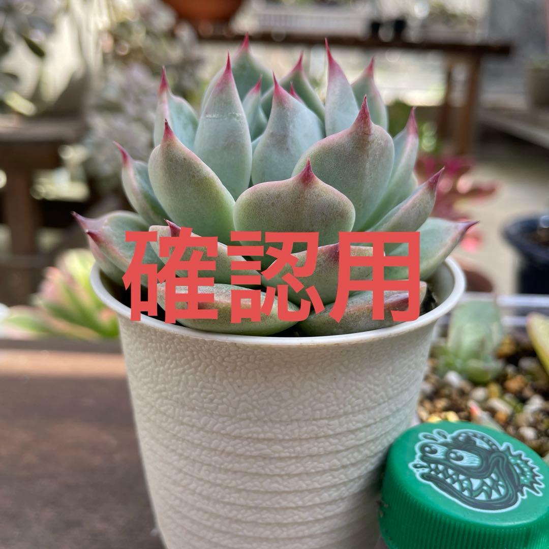 多肉植物 桃太郎 抜き苗 - メルカリ