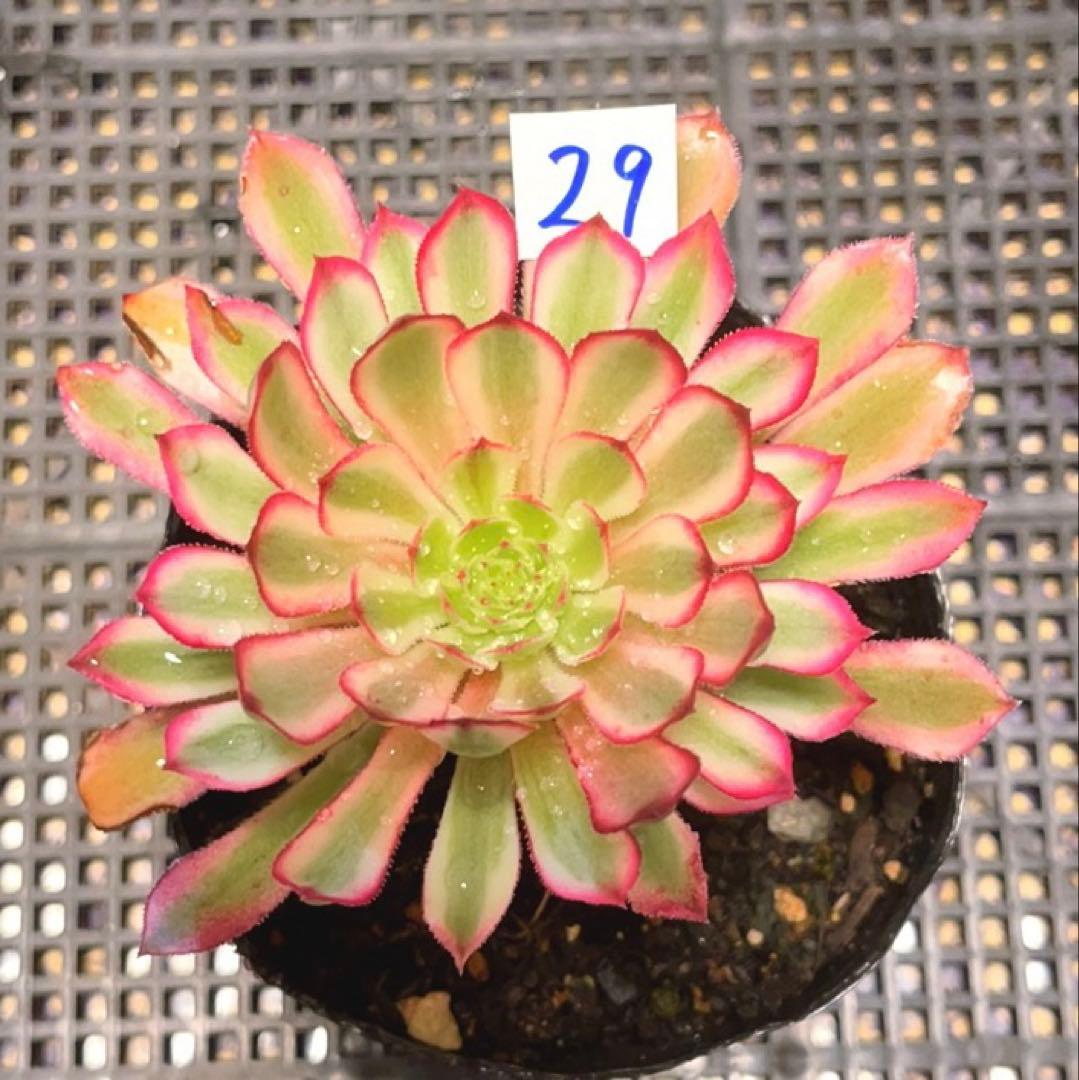 多肉植物アエオニウム錦❤カルミン*エメラルド錦❤️