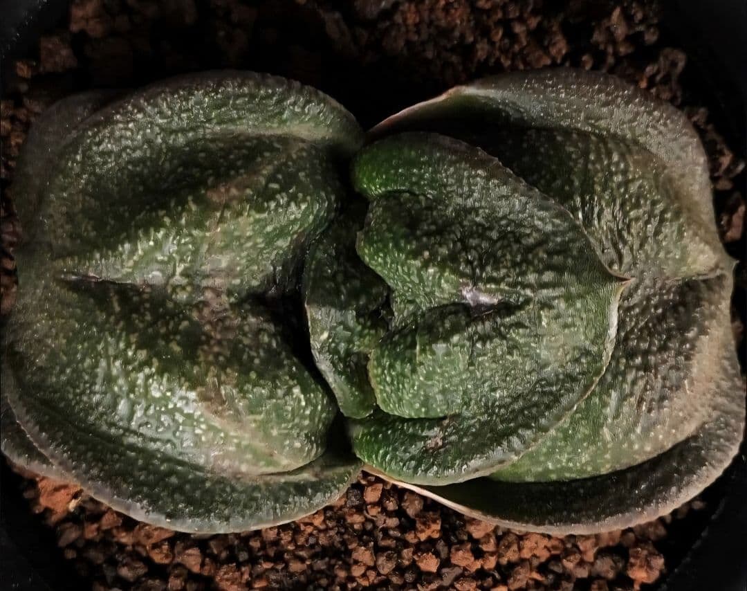 メルカリ便発送&ロウルサンコさんラベル付き☆多肉植物 ガステリア 臥牛 王頭 2026年最新】ガステリア 臥牛の人気アイテム - メルカリ