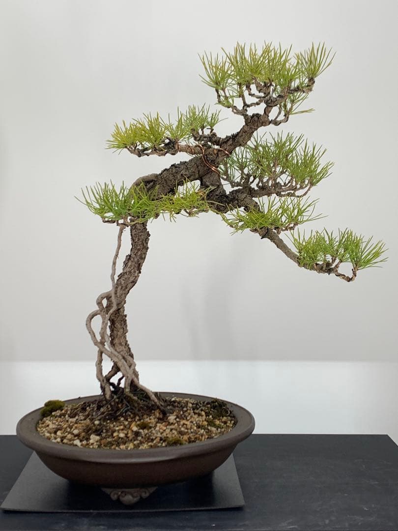 立ち姿抜群の文人黒松 樹高約50cm（検索/赤松五葉松真柏模様木シャリ