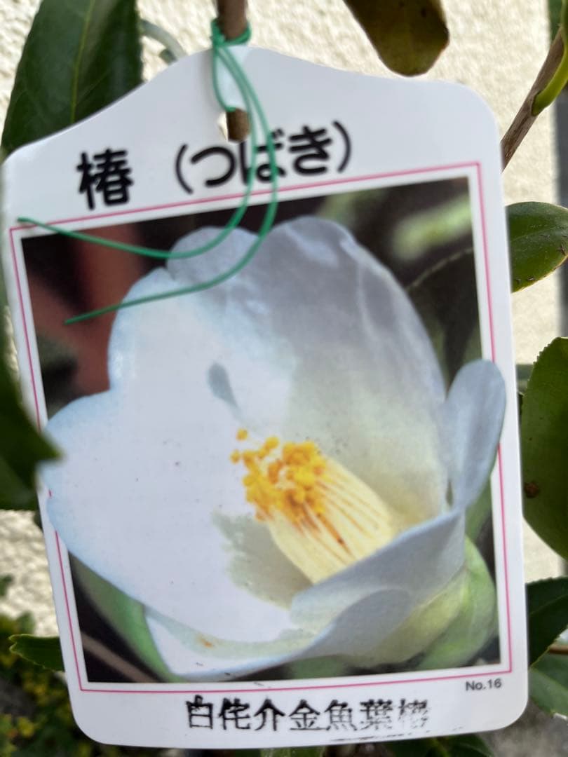 椿 紅ト伴(べにぼくはん）、白侘介金魚葉椿の2種2鉢 蕾沢山 宅急便