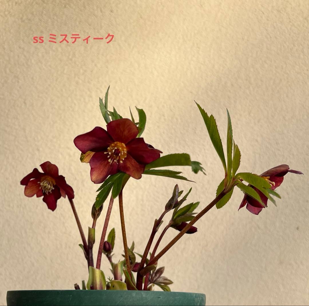クリスマスローズ　ミスティーク　ss 大木ナーセリー　開花苗　6号鉢 クリスマスローズの季節です！！ – 【公式】花伝 | 福岡県久留米市の園芸店