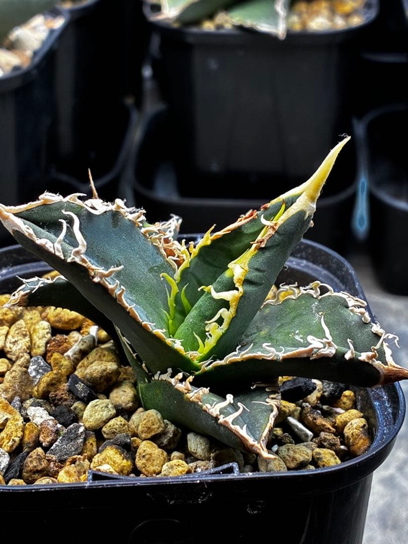 AGAVE TITANOTA イタリアメリクロン変異ロット株（子株付き） AGAVE TITANOTA イタリアメリクロン変異ロット株（子株付き） AGAVE
