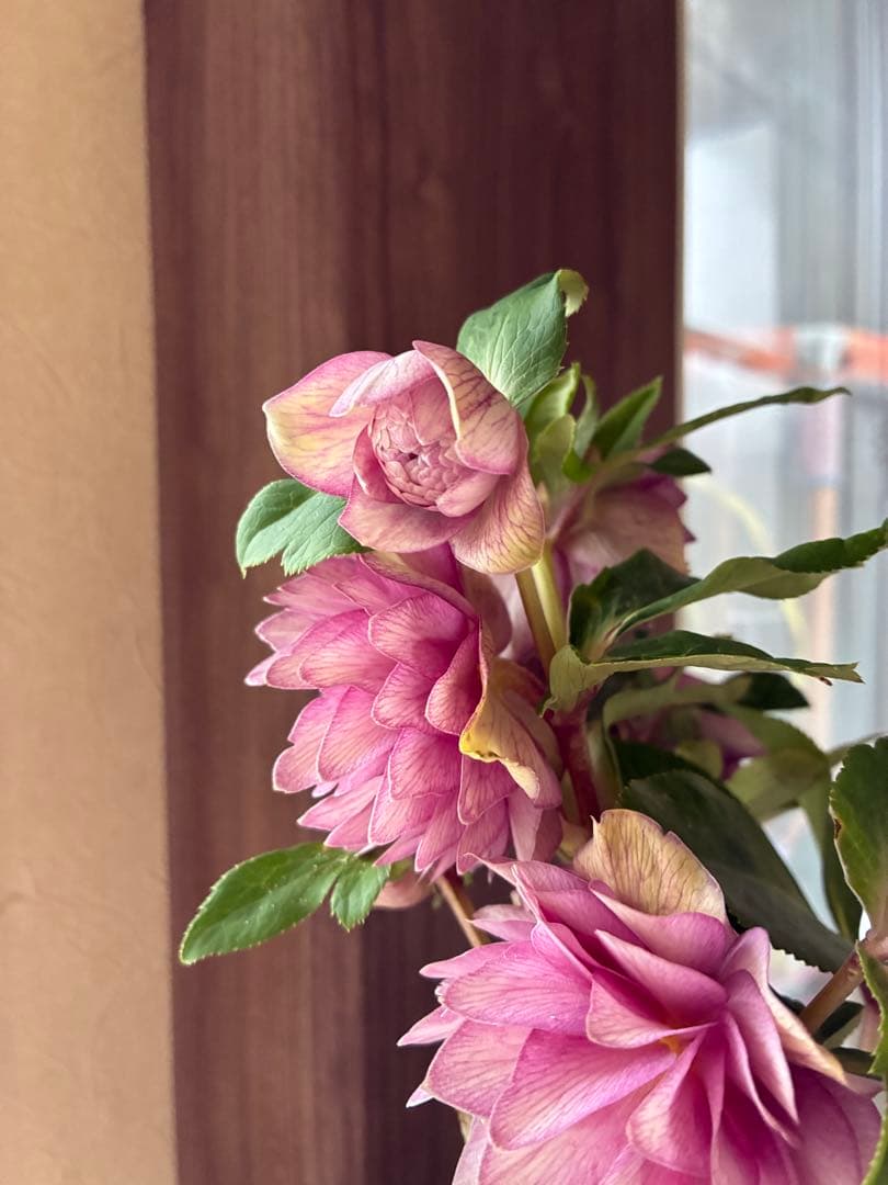 ♡加藤農園♡豪華ボリュームDDピンク白抜け横向き