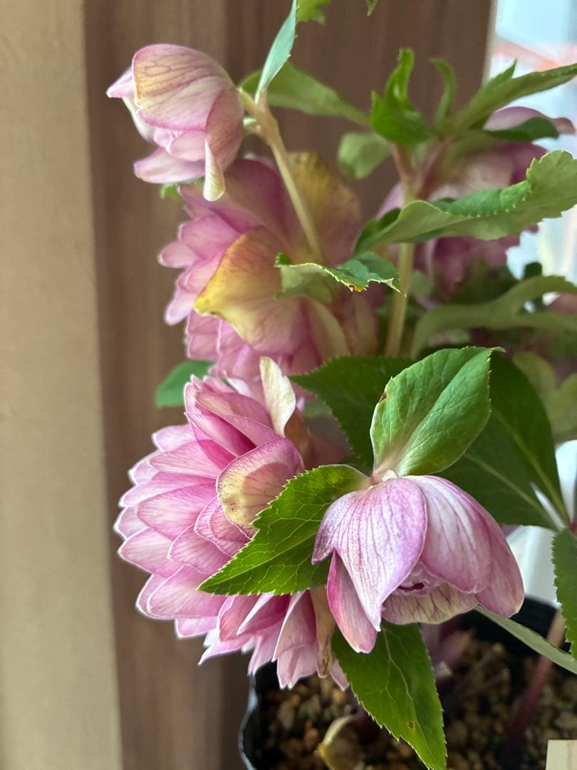 ♡加藤農園♡豪華ボリュームDDピンク白抜け横向き