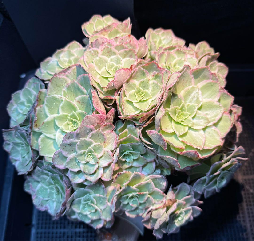 新入荷 レア新品種 アエオニウム 水蜜桃 錦 (2株セット) 法師錦 - メルカリ