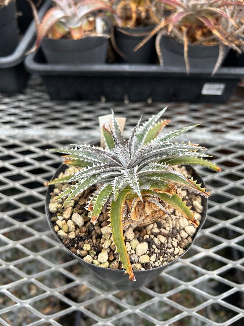 DBディッキア Dyckia Arizona x BS small #118 ⑸