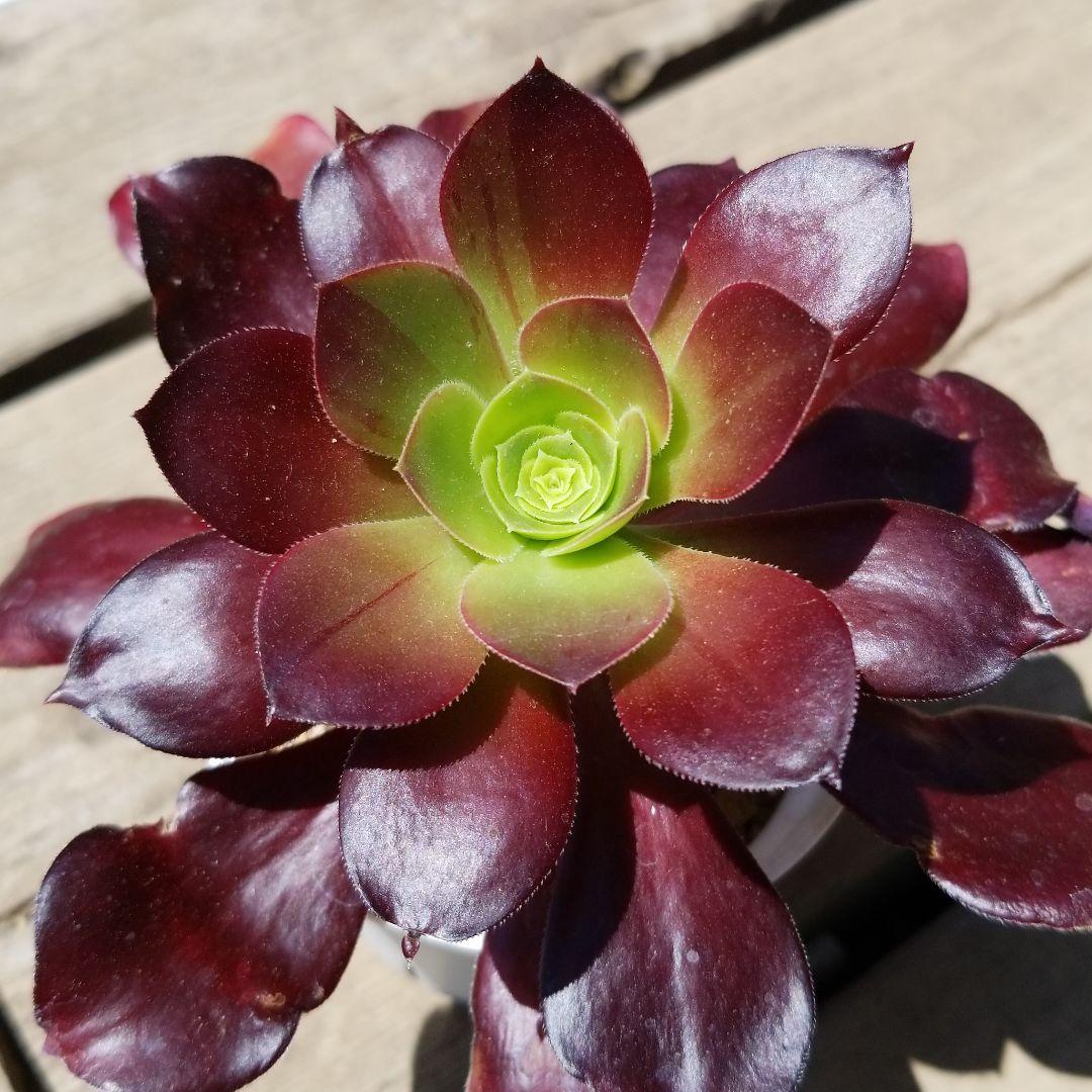 アエオニウム【ビッグバンプラス】斑入り♡根付き♡抜き苗♡多肉植物