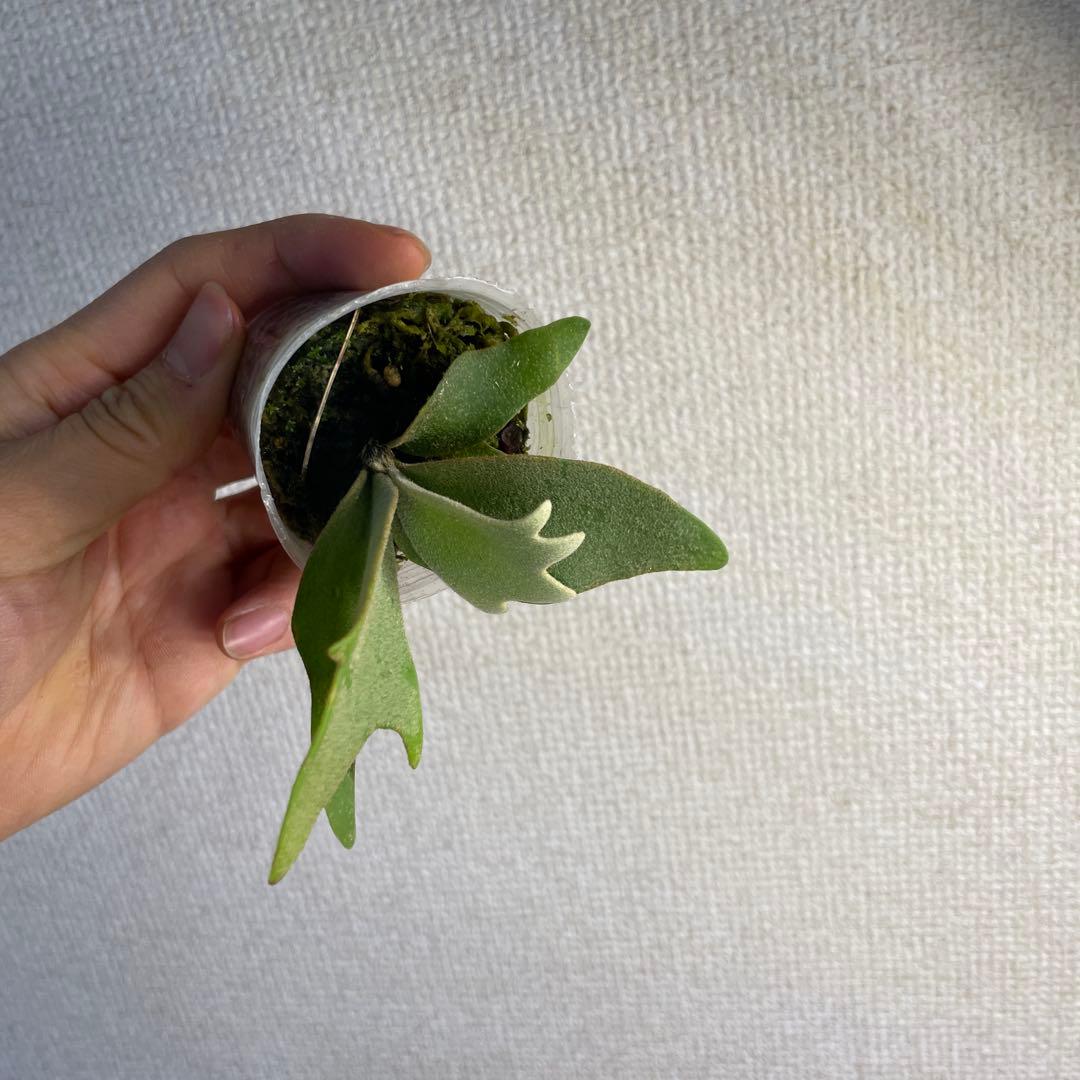 ビカクシダ P.willinckii Golden boy spore - メルカリ