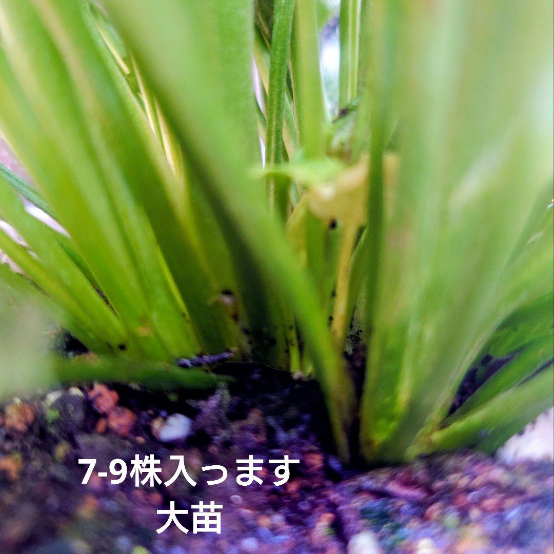 宿根草【現品】大苗【5号鉢】ラナンキュラスポンポン『アリス