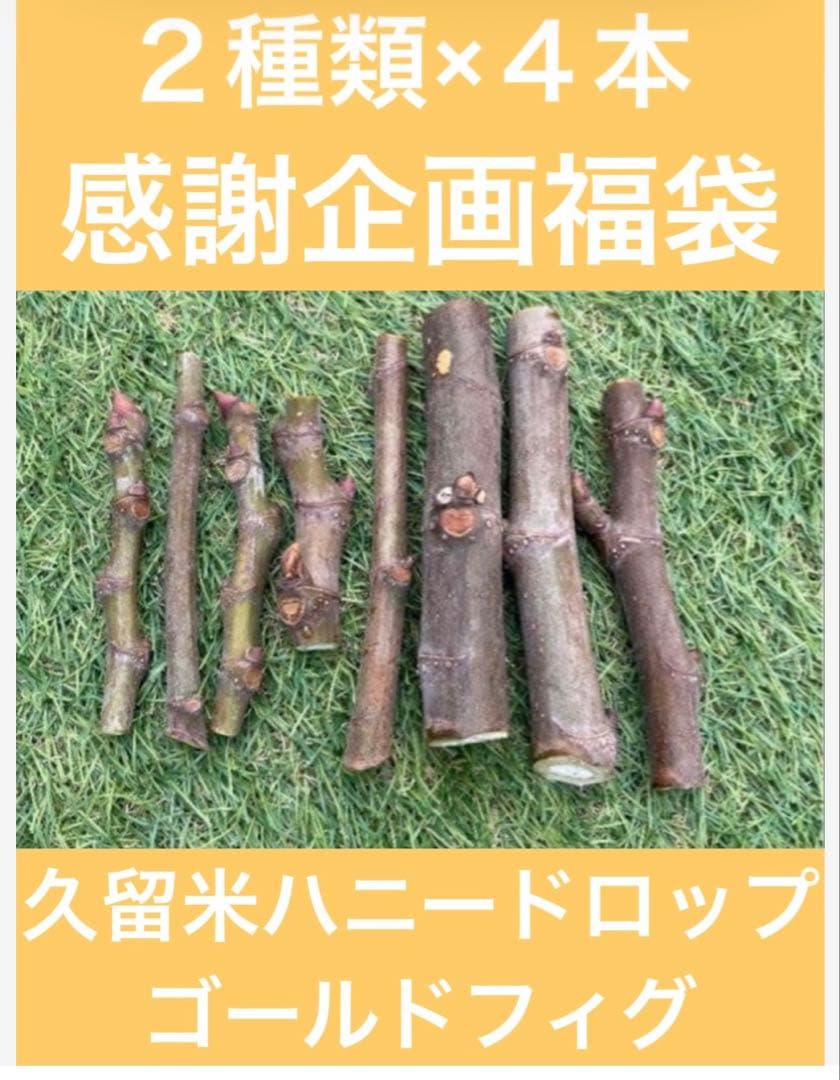 イチジク穂木(2種類×4本 合計8本) 写真は見本となります。一部希少