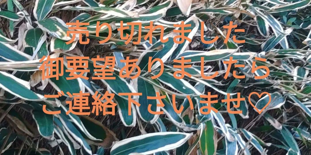 熊笹 熊笹エキス】20g 送料無料 | 株式会社北のささ
