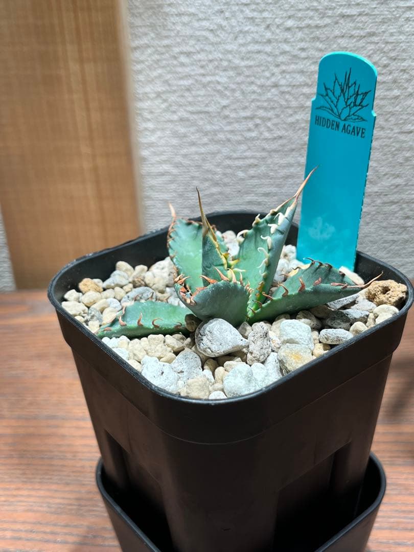 最終】エボリスピナ× BB hybrid ハイブリッド①発根活着 - メルカリ