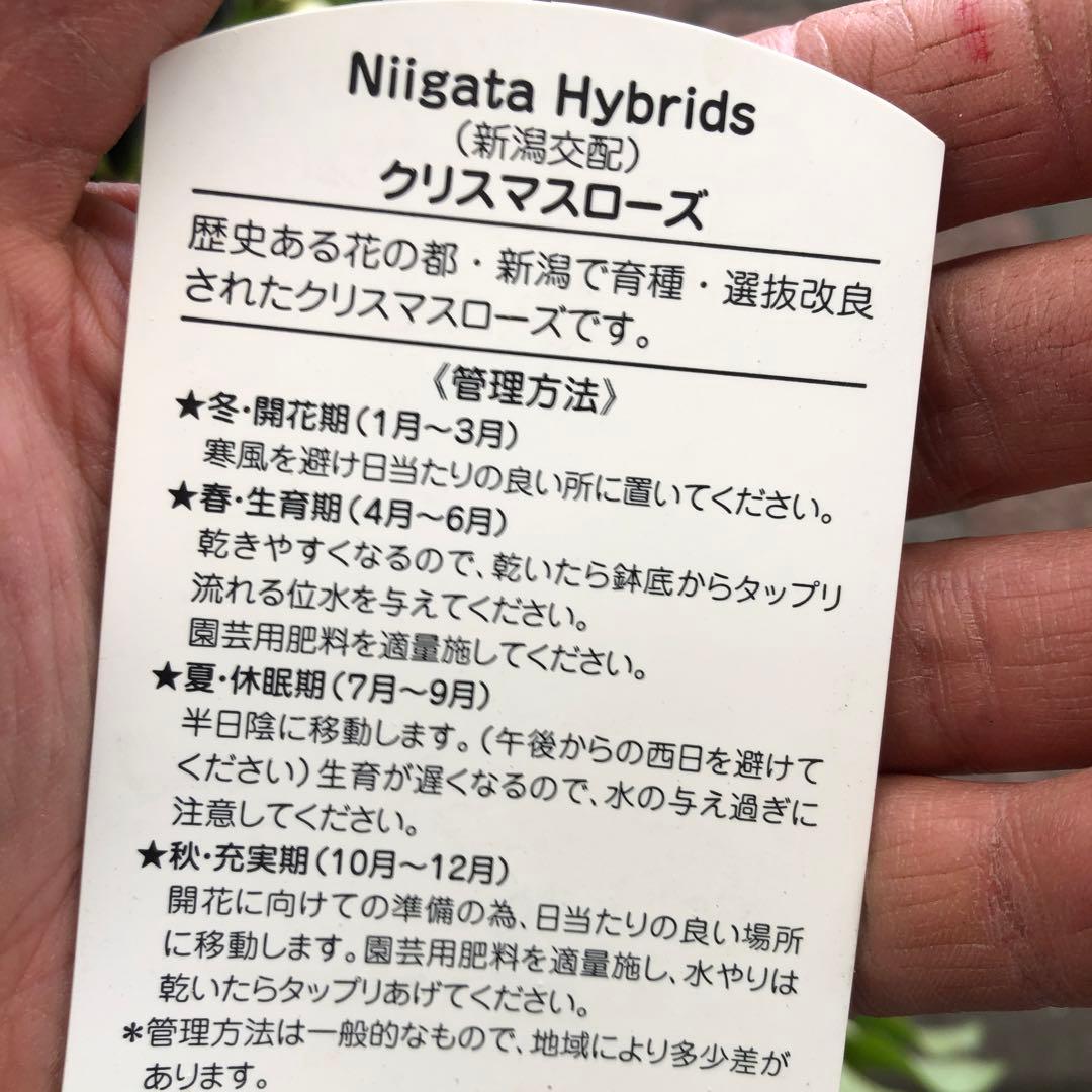 新潟ハイブリッド クリスマスローズ 11ポットセット お買い得です レア