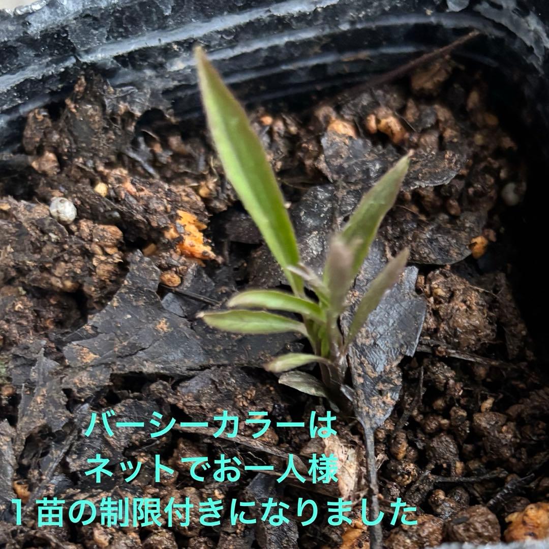 クレマチス苗 バーシーカラー クレマチス 妙福 宿根草 花苗 多年草 壺