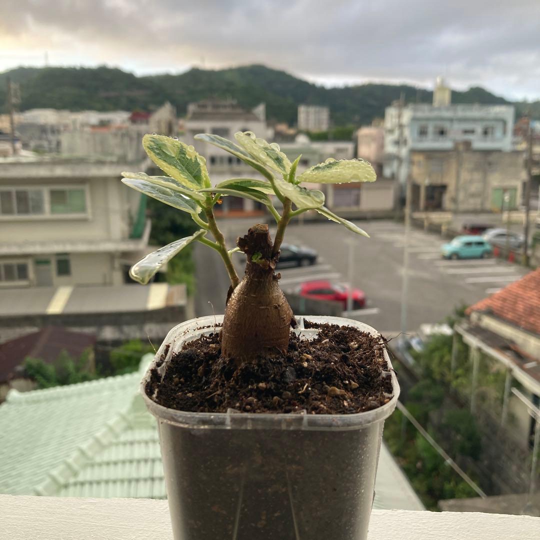 斑入りパンダガジュマル 接木 2本仕立て