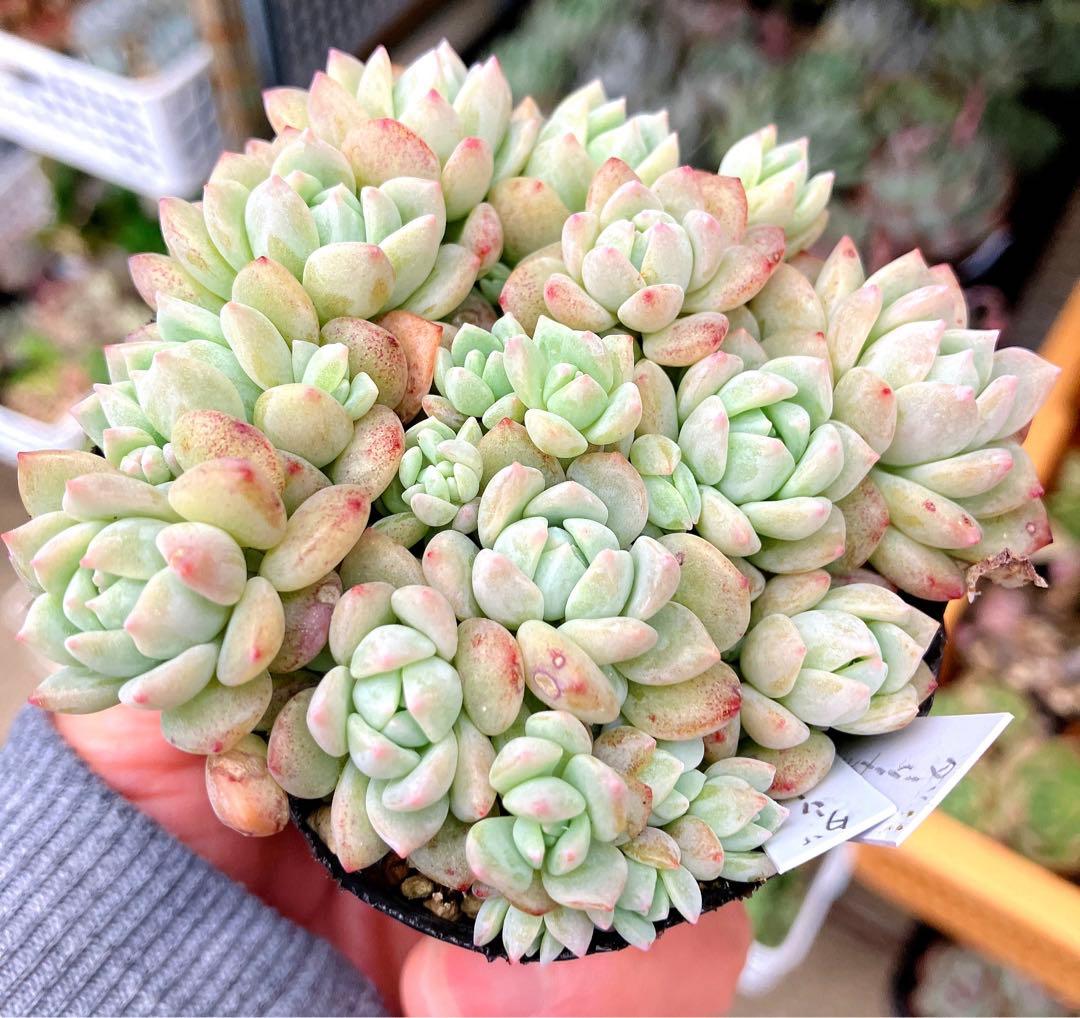 多肉植物抜き苗︎︎︎︎❤︎ダーリーサンシャイン 7.5センチポット