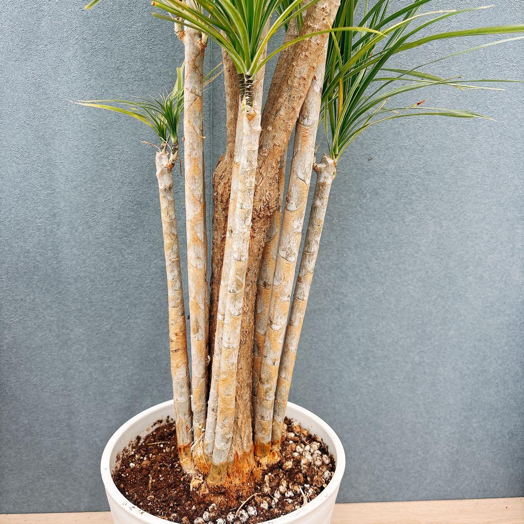 現品］34番 ドラセナ コンシンネ ホワイボリー 観葉植物 室内 8号