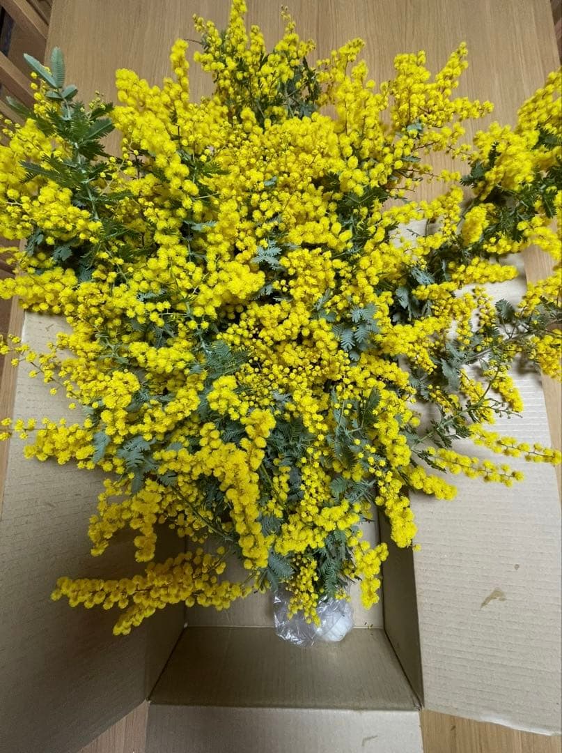 ミモザ ギンヨウアカシア 100サイズ(91㎝)箱 保水あり フレッシュ