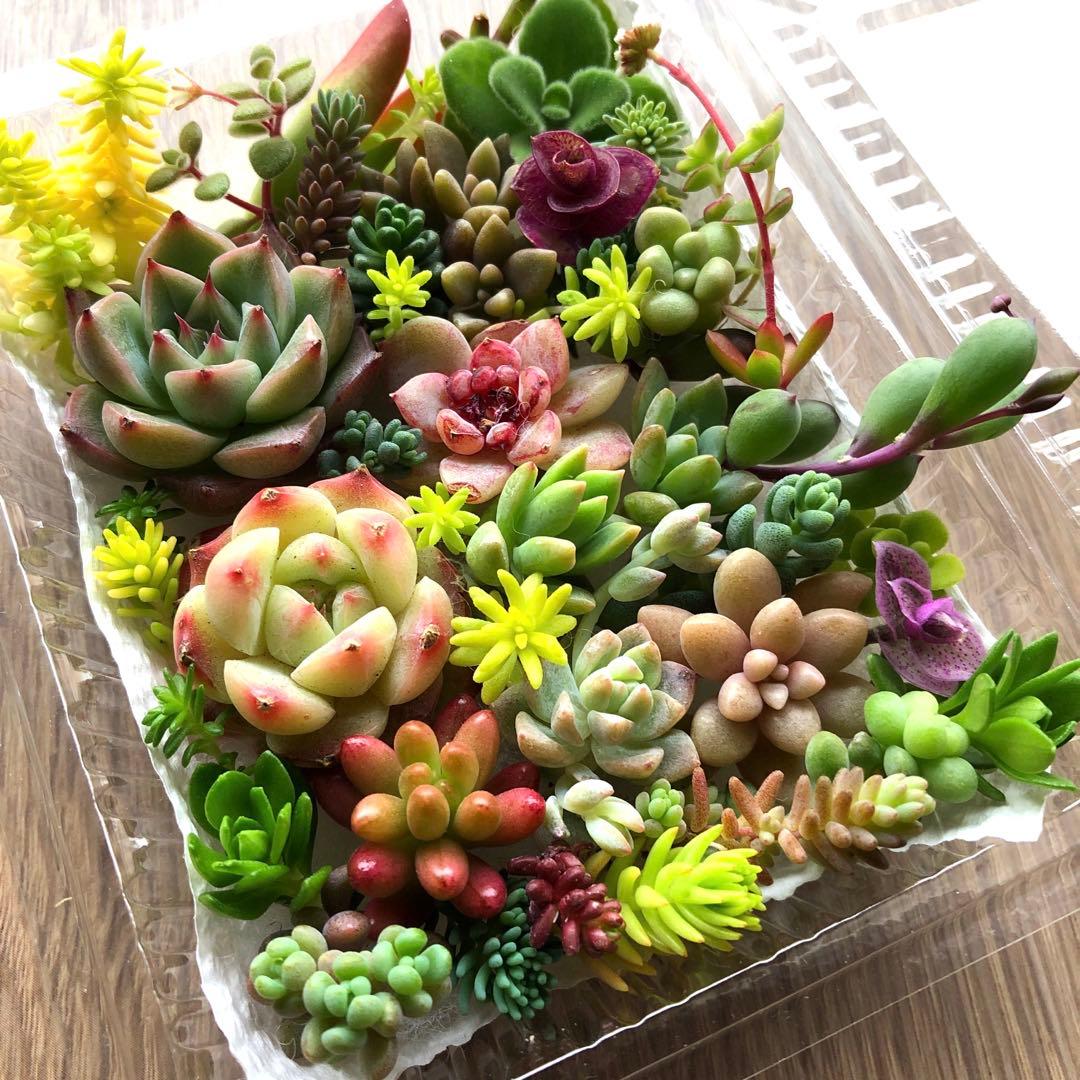多肉植物♡おまかせ韓国苗セダム詰め合せ♡ちまちま寄せ植えカット苗