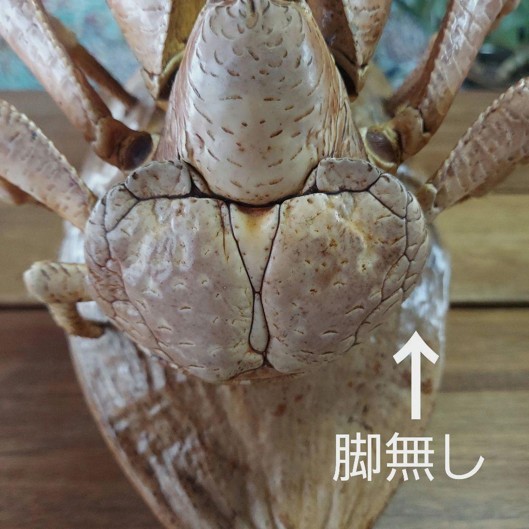 ハワイ ヤシガニ剥製 ヤシガニとヤシノミ剥製