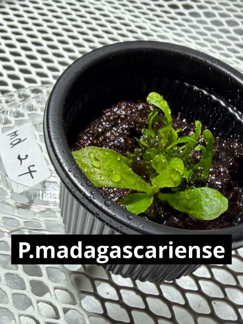 P.madagascariense 前葉体 胞子体 ビカクシダ 24 - メルカリ