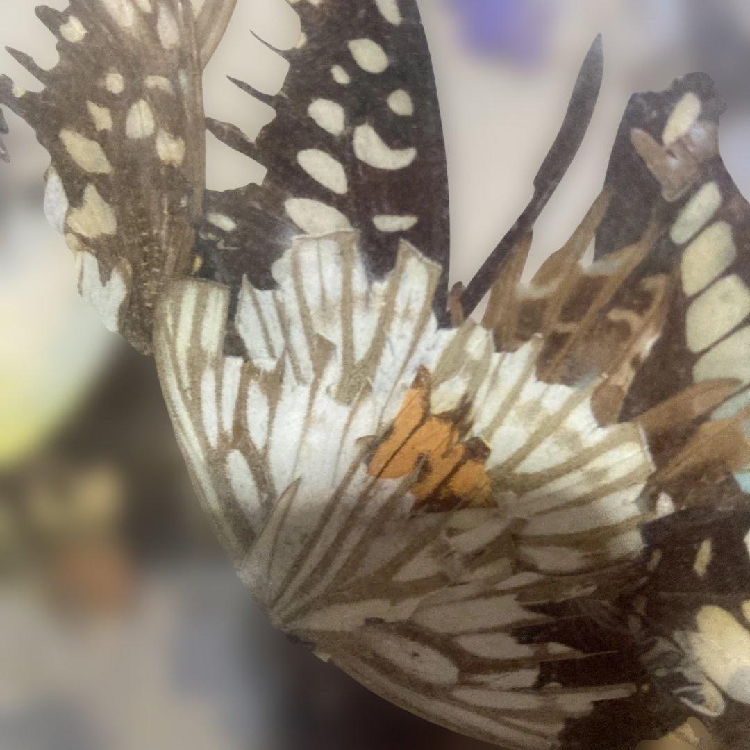 花瓶の花 絵画 黒フレーム付きアゲハちょうの羽で作った物 - メルカリ