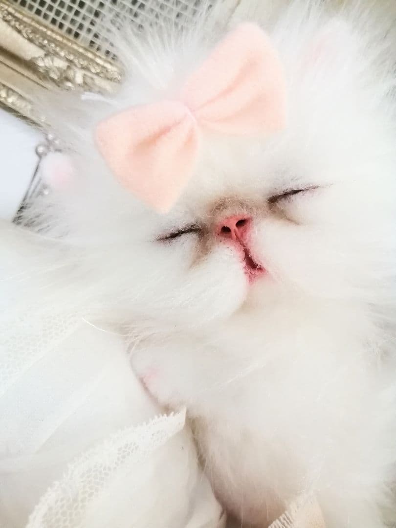 おっとり女の子♡ペルシャ子猫ちゃん♡アートドール♡ぬいぐるみ♡ネコ