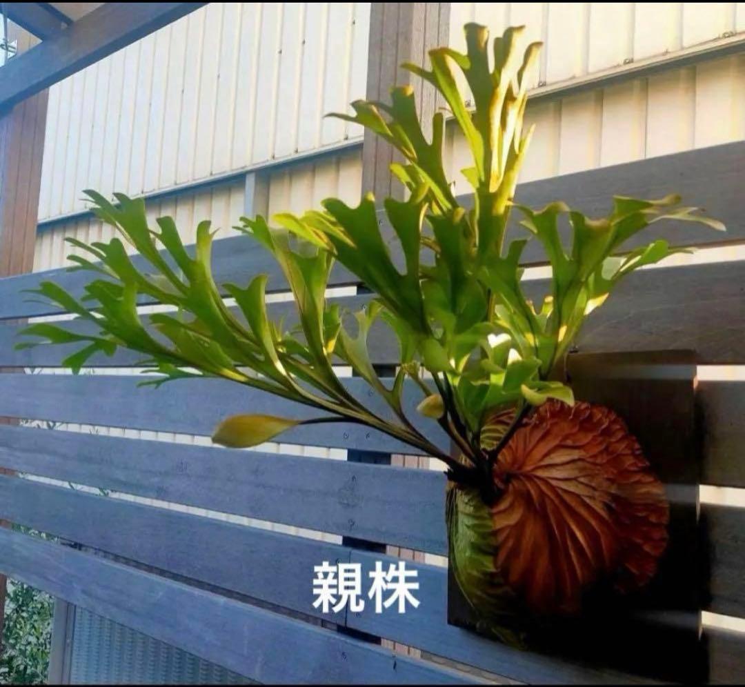 ビカクシダ リドレイワイルド✨胞子培養株 観葉植物 - メルカリ