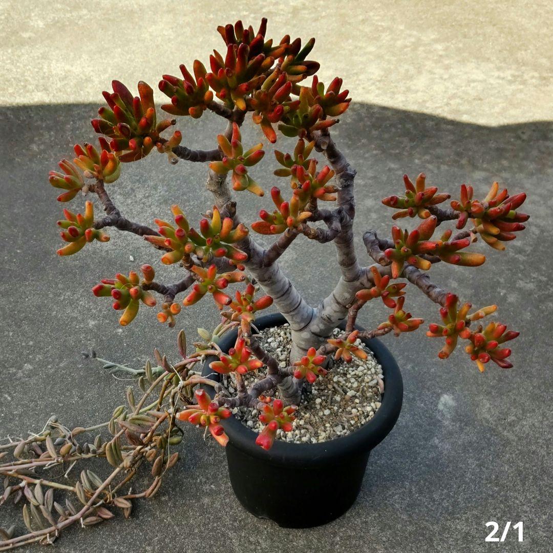 多肉植物 ゴーラム 木立 30cm以上 抜き苗 楽天市場】怪獣 多肉植物 苗 ゴーラム 1鉢 3〜3.5号【通年販売】【お
