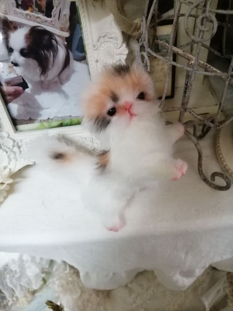 ♥三毛猫♥ちるちるちゃんっ♥16センチ・生後2週間(≧
