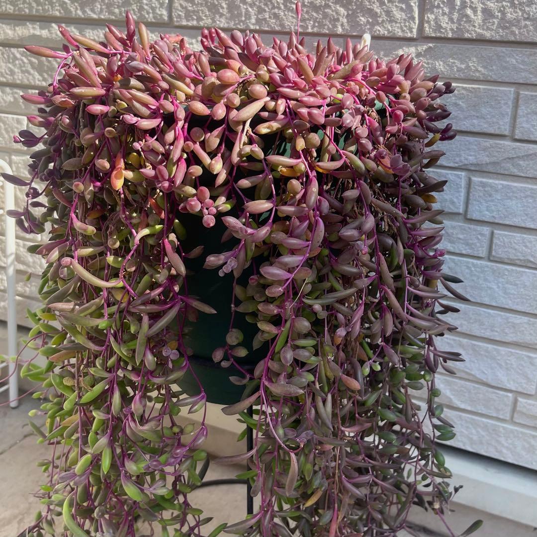 多肉植物 ルビーネックレス カット苗 15cm×10本 ② - メルカリ