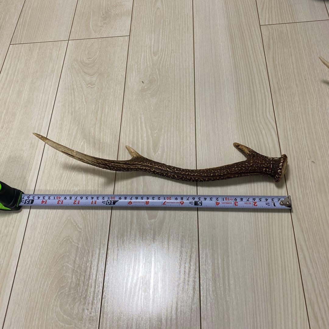 鹿の角 3本セット 日本鹿 出品禁止品に該当しません - メルカリ